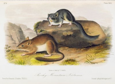 Rocky Mountain Neotoma, Plate 29 from 